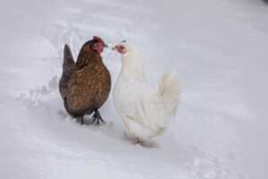 Chicken Pairing