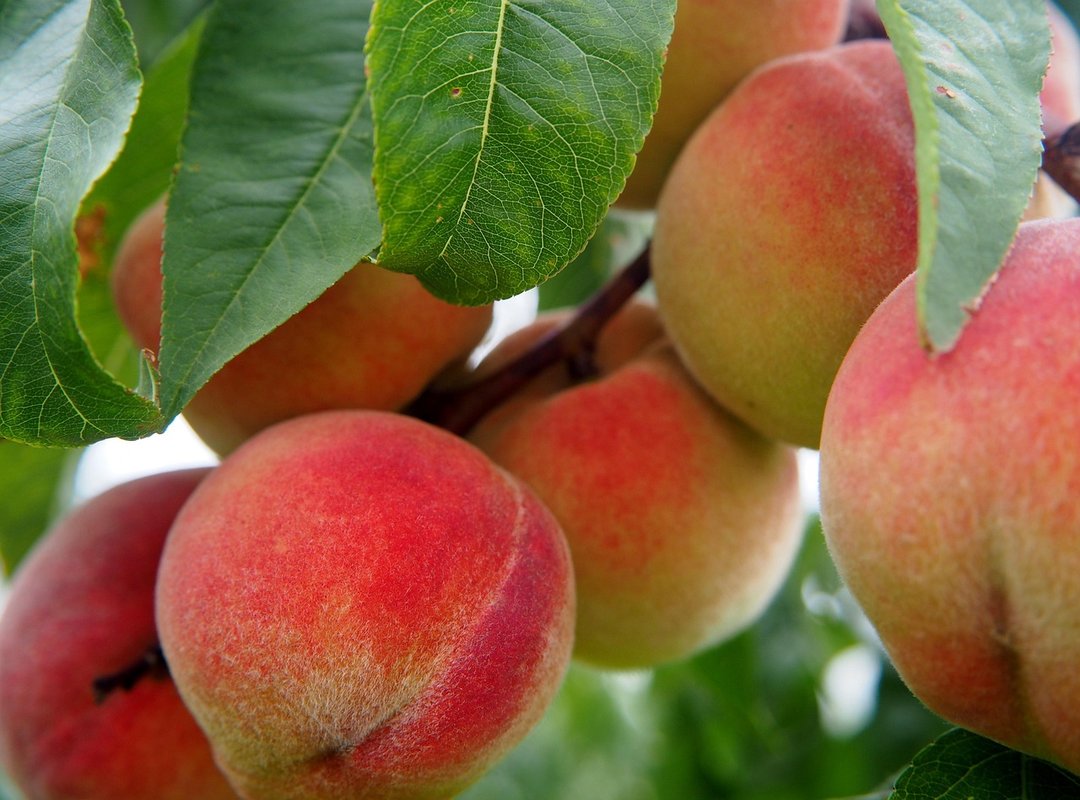 Pro Techniques for Spotting a Perfect Peach Before You Buy