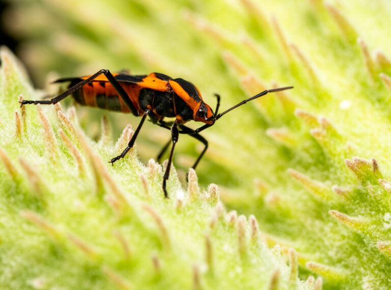 Which Milkweed for Hingagyi